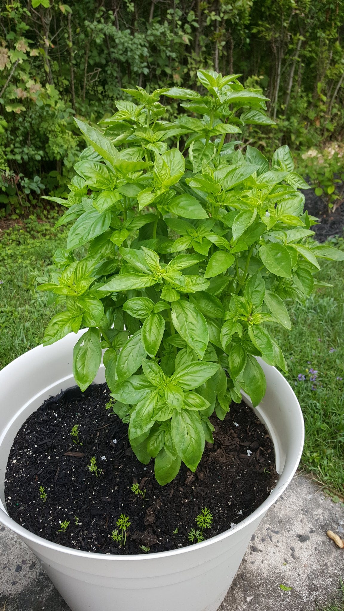 basil