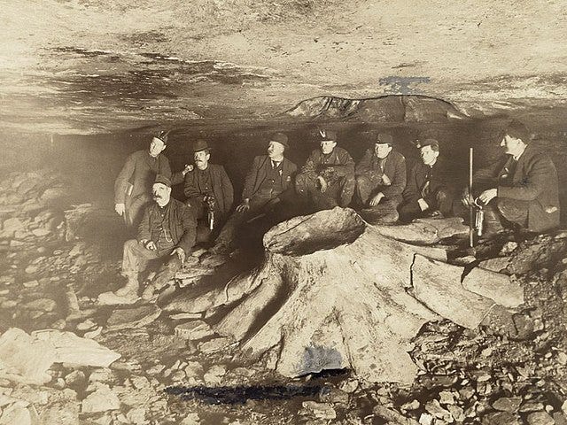 File:Fossil tree stump in coal mine.JPG - Wikimedia Commons