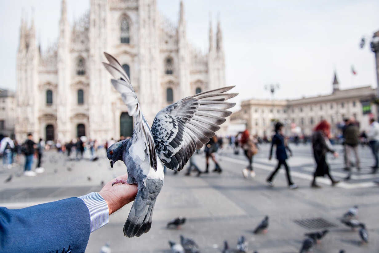 Man feeding pigeon on hand in square, personal perspective, Milan,  Lombardy, Italy stock photo