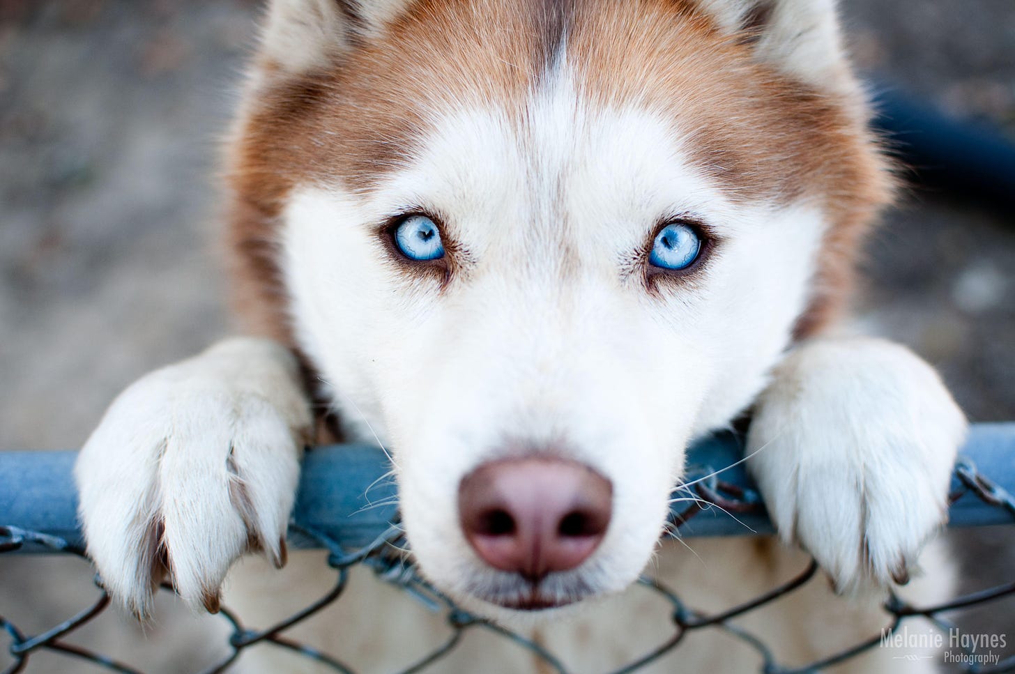 Pictures Of Husky Puppies / Pix We Love: Husky Puppies Make Us Want to Howl! - Also find out ...