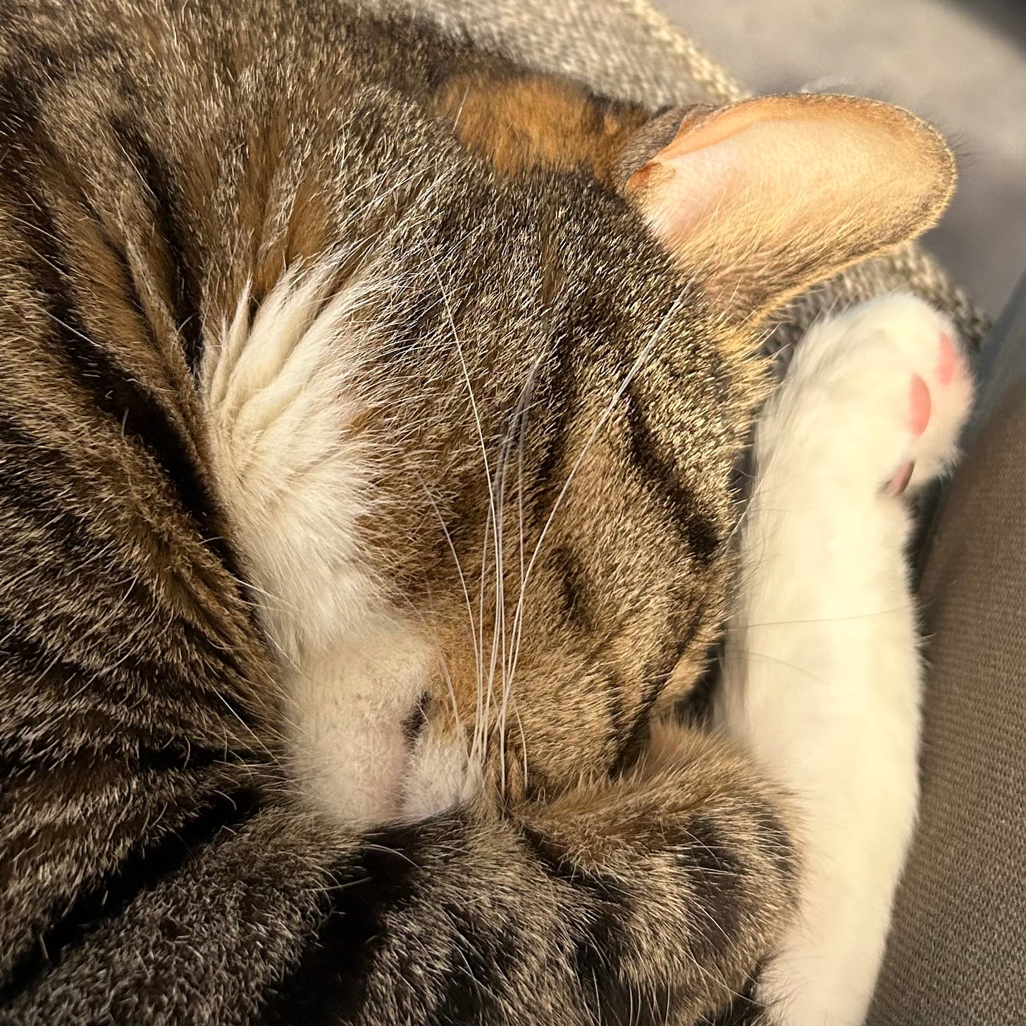 A closeup of Jimmy dozing with his head tucked up into his feet. Note the whiskers, and the toe pads! 