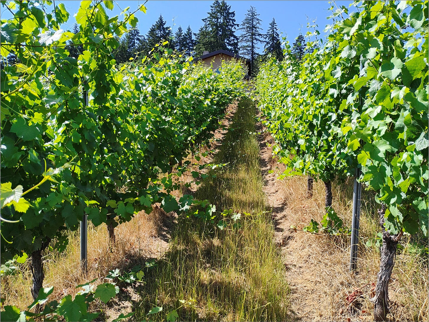 Wires are up and the Pinot Noir is ready to be hedged.