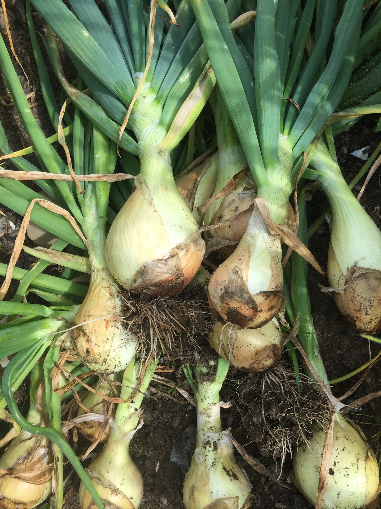 yellow onions with green stalks laying in a pile on the ground