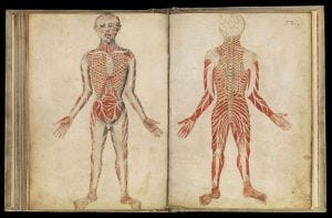 Galen's Anatomical Anomalies & Discoveries – Science ...