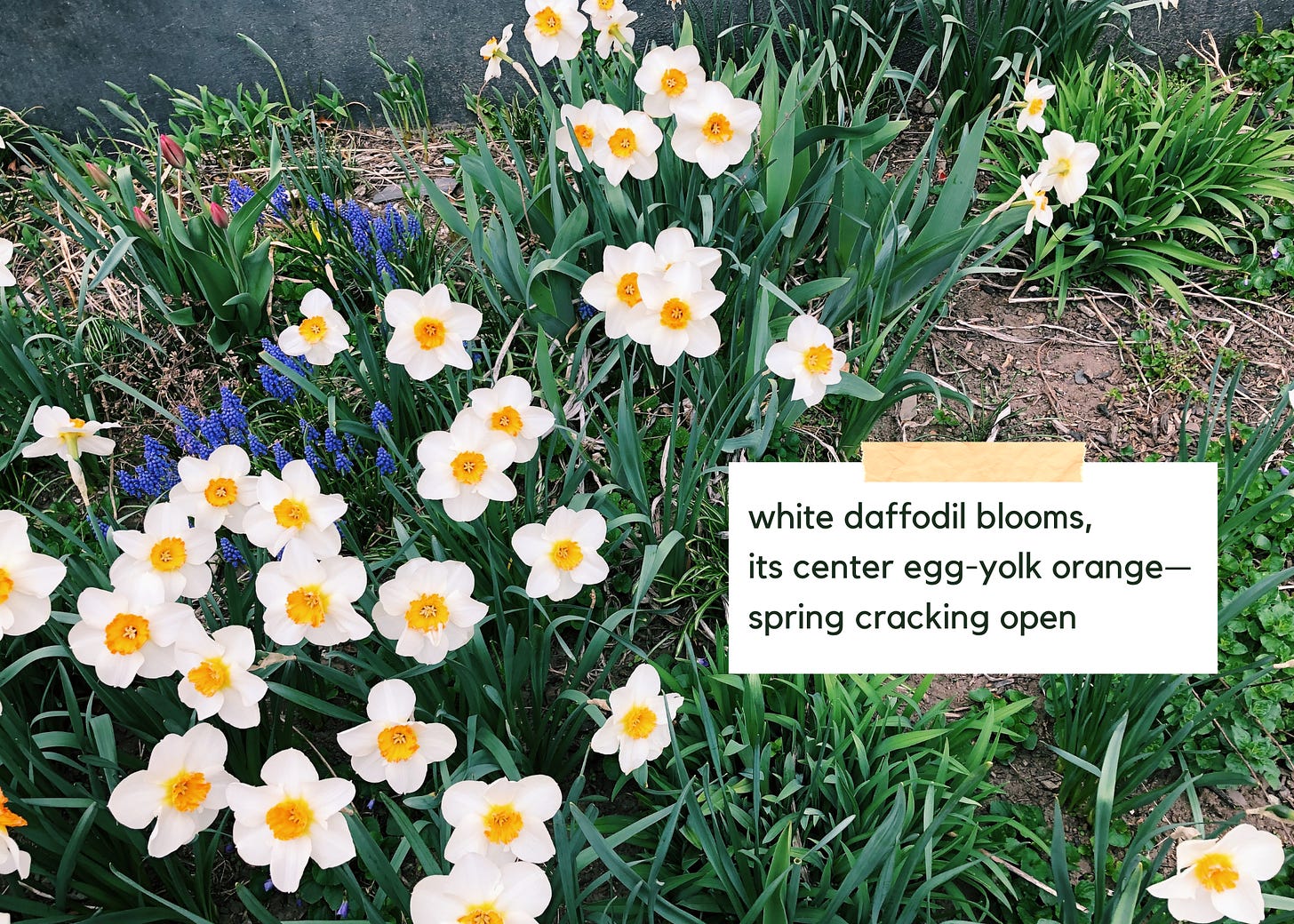 Photo of daffodils blooming. Text reads: white daffodil blooms, / its center egg-yolk orange– / spring cracking open"