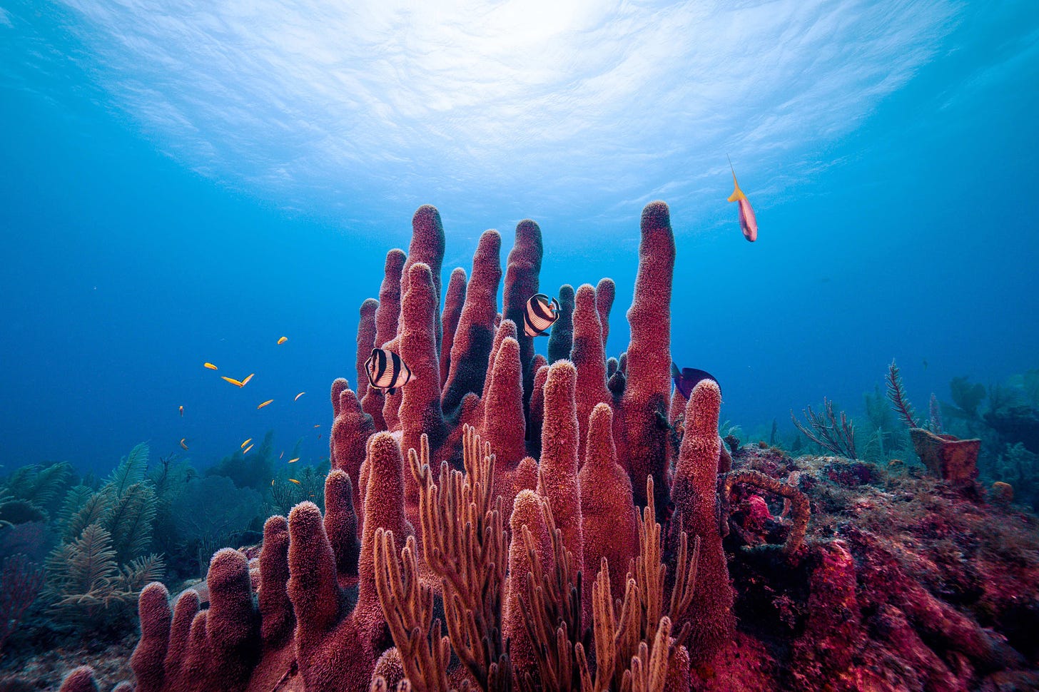 Scientists discover slimy microbes that may help keep coral reefs healthy | MIT News ...