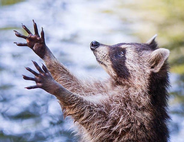 1,100+ Raccoon Hands Stock Photos, Pictures & Royalty-Free ...
