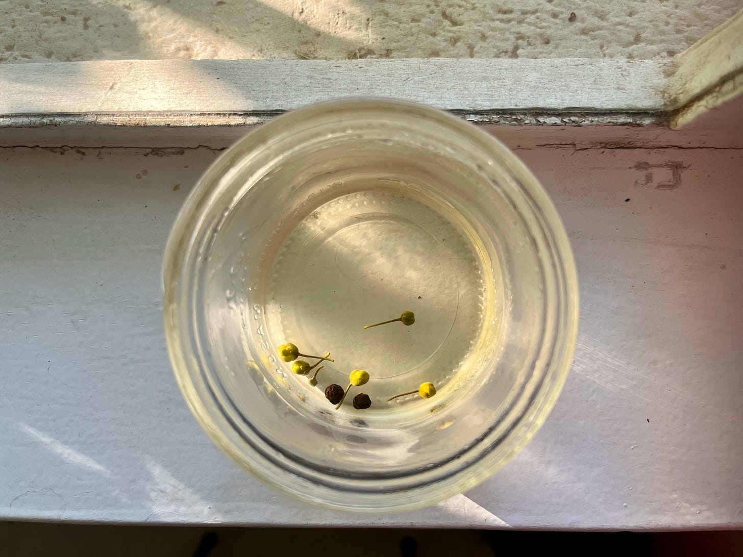 a small mason jar with creosote flower buds in brine