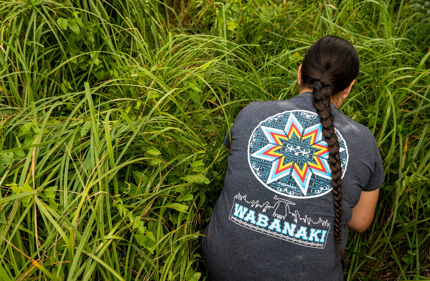 Individual wearing a shirt that reads "Wabanaki" harvests sweetgrass.