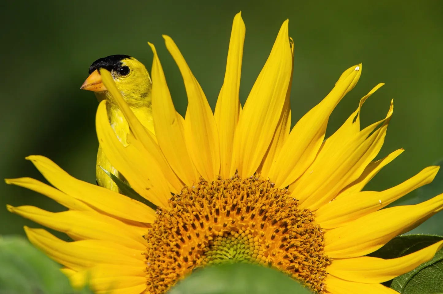 A yellow and black goldfinch peers out from behind a large yellow sunflower