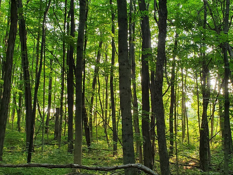 A glimpse into the forest at Salamonie River State Park.