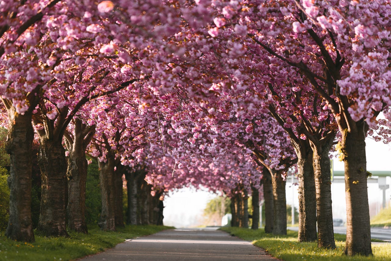 A concrete pathway lined with cherry trees in full bloom. The blossoms are dark pink and create a full arch over the path.