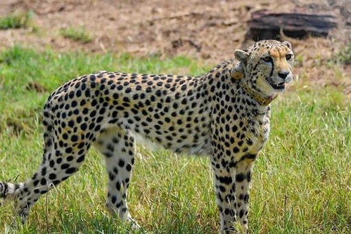 The cheetah, named Uday, was among the 12 big cats airlifted from South Africa to India in February this year. Representational pic/PTI
