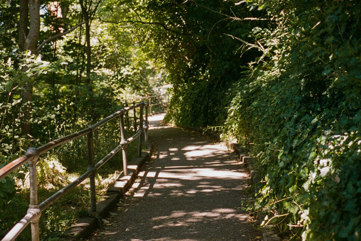 A concrete path winds through a dense forest of trees, with light casting shadows on the path and along a metal railing