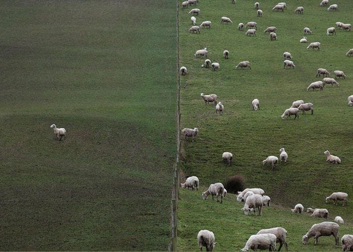 This may contain: a herd of sheep grazing on a lush green field