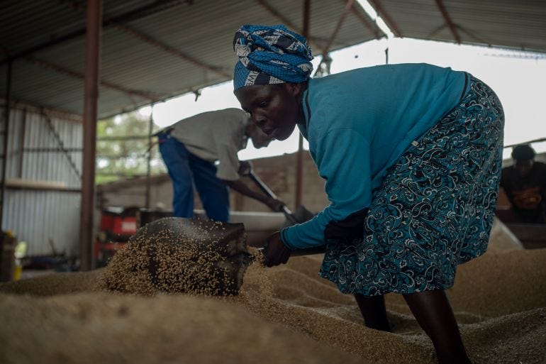 Zimbabwe Expects A Record Wheat Harvest Yield For 2022