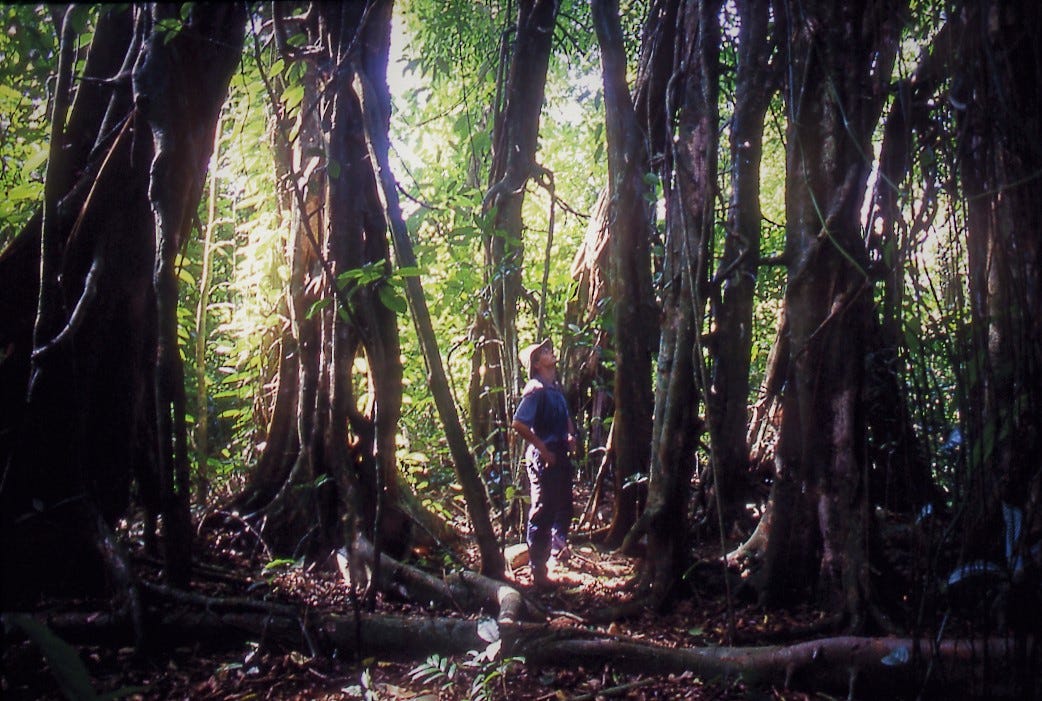 Biologist Rhett Harrison surrounded by many aerial roots of a single strangler fig (Ficus virens) on Long Island, Papua New Guinea