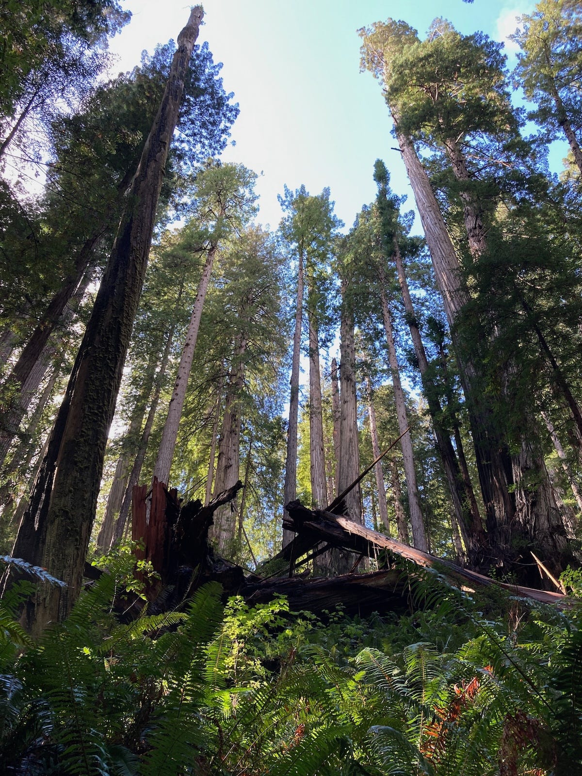 redwood forest with a fallen redwood splintered in the center