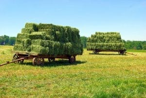 Amish Hay Wagons