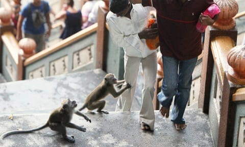 Mugged by macaques: the urban monkey gangs of Kuala Lumpur | Cities | The  Guardian