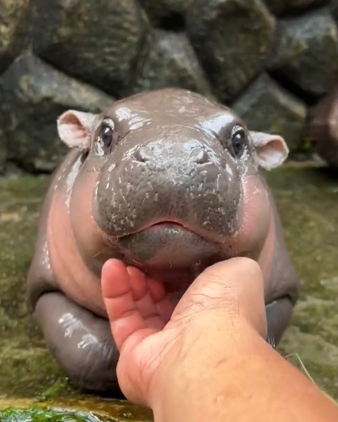 Photo of baby pygmy hippo Moo Deng, chin resting in a person's hand