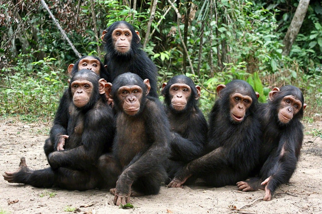 un grupo de crías de chimpancé en Tchimpounga, Congo