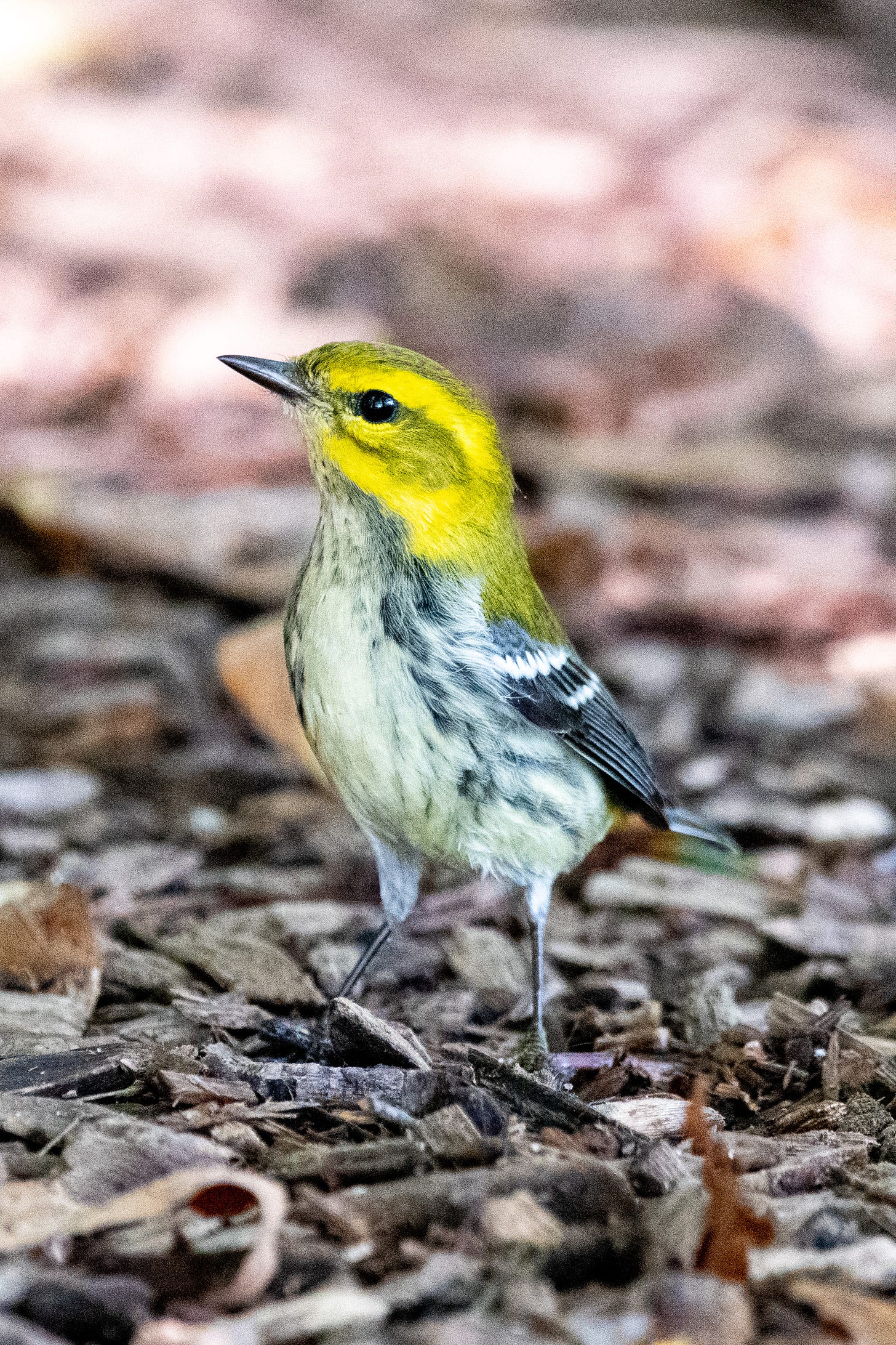 A black-throated green warbler, a small bird with a bright chartreuse head, with gray masking, and a white breast with gray streaks, stands very tall and alone on wood debris