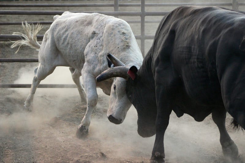 2-bull-photography-tKrIU01WDfM-unsplash-800 - Richard Heinberg