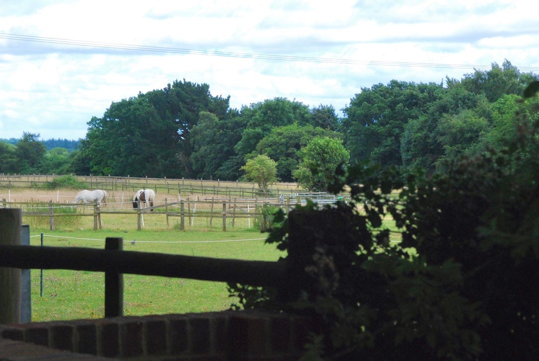 Horses in the fields next to Rose Cottage.