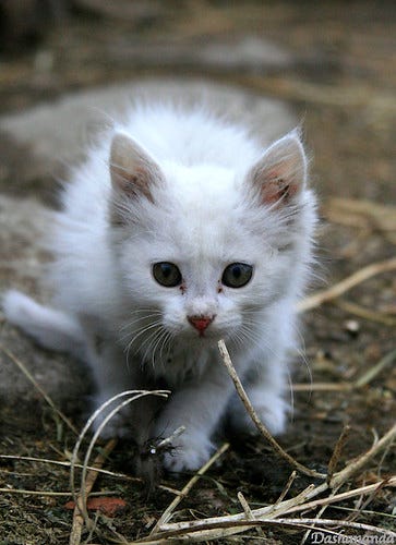 A white kitten crouching. "White Kitten" by Dasha Gaian is licensed under CC BY-NC-ND 2.0. 