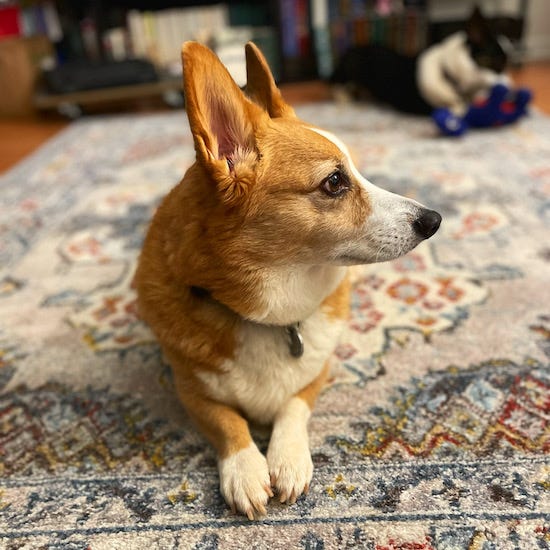 a photo of Dylan, a red and white Pembroke Welsh Corgi, sitting on his favorite rug.