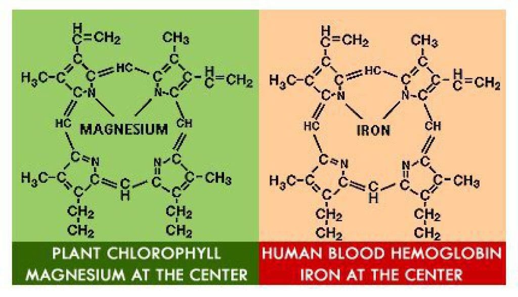 Hemoglobin vs Chlorophyll | Cascade, GA Patch