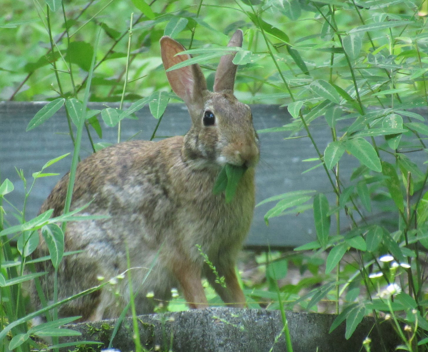 outdoor wild rabbit eating plants