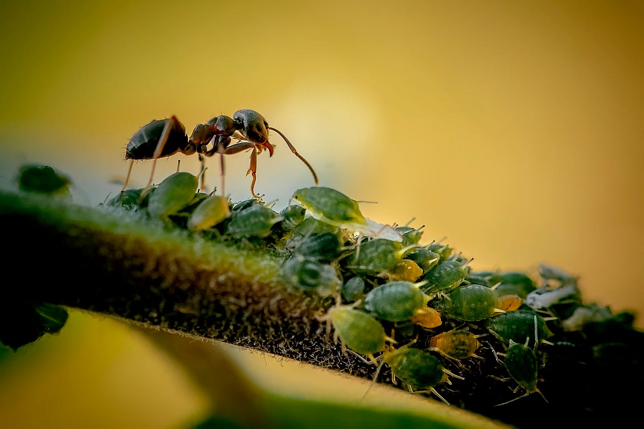 An ant on the stem of a plant against a yellow background