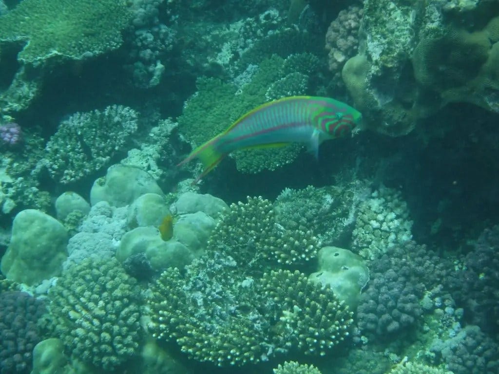 Fish in the Red Sea seen on a snorkeling trip