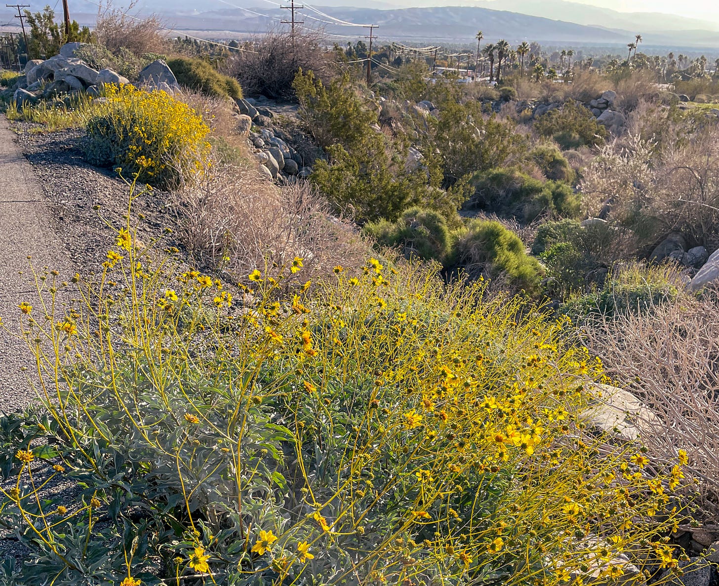 A desert shrub is full of bright yellow wildflowers along the side of the road.
