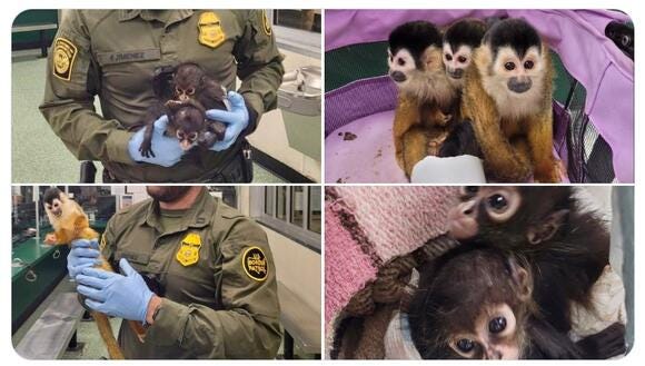 Five monkeys discovered by Border Patrol Agents at a checkpoint in Sarita, Texas