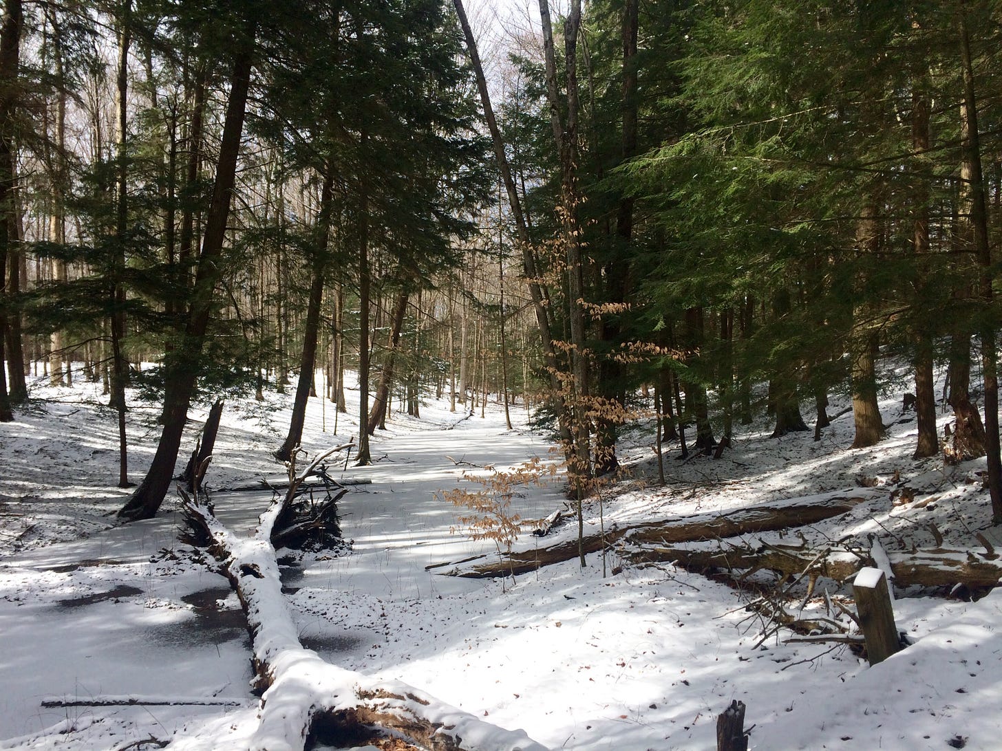 a forest of evergreens in the snow