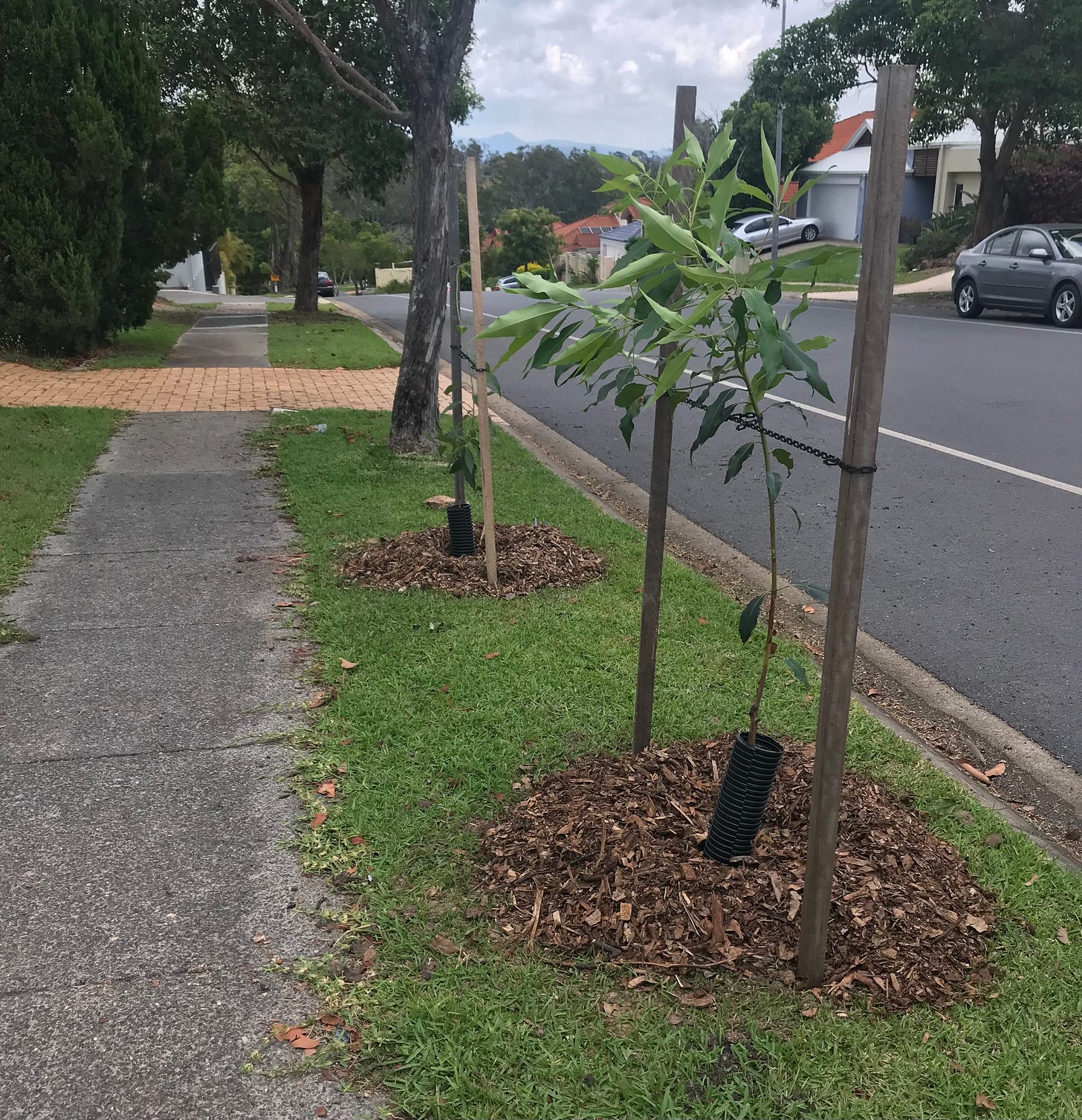 photo of a footpath with two young street trees and a larger tree on the right