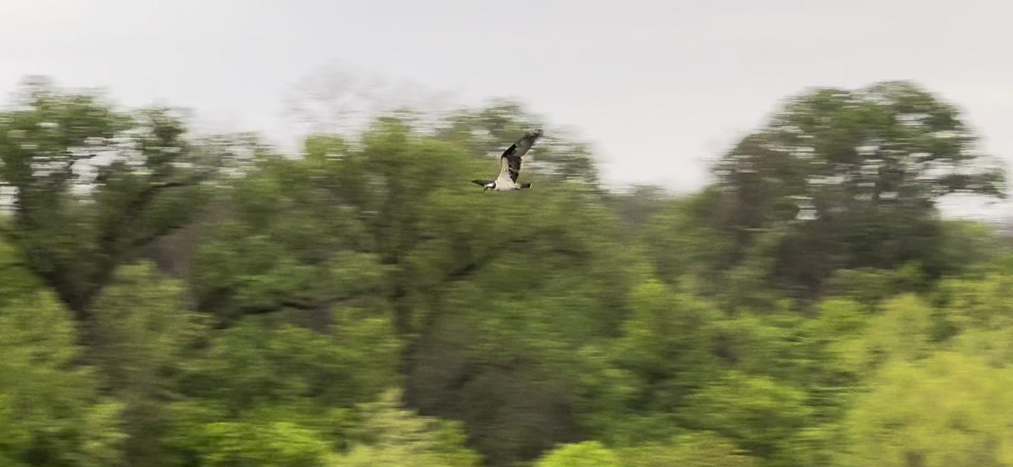 Osprey in flight; trees in background