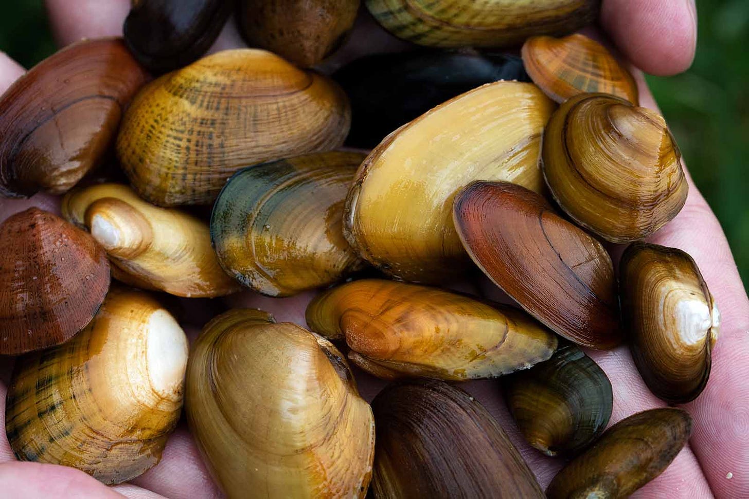Freshwater Mussels | Virginia DWR