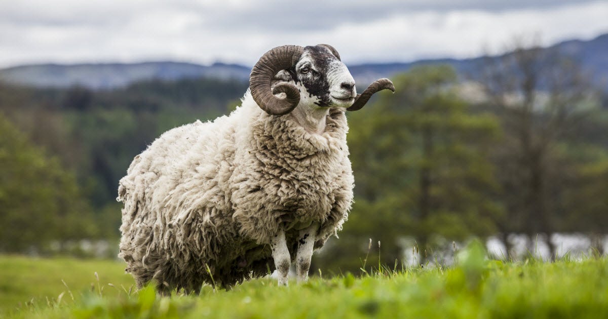 What is a Male Sheep Called? [ANSWERED] - RaisingSheep.net