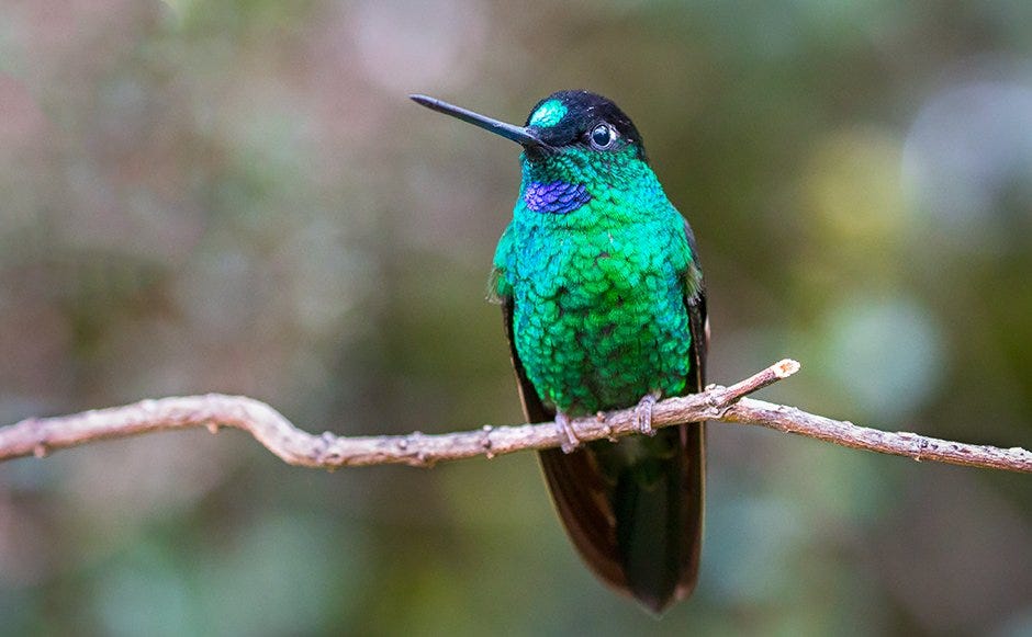 Hummingbird Evolution: 50 Million Years and Still Buzzing