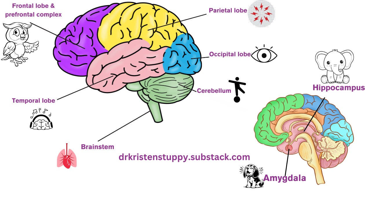 An image of a brain from the outside and a second with internal parts. The brain lobes are each a different color, and the labels include not only the name of the brain part, but an image to represent it. The frontal lobe is an owl. The parietal lobe has a circle with red lightening bolts. The occipital lobe is an eye. The cerebellum shows a person balancing on a ball. The brainstem shows heart and lungs. The temporal lobe shows a brain with headphones and musical notes. The second image shows the hippocampus and an elephant and the amygdala with a barking dog. In the center it reads dr Kristen stuppy dot substack dot com.