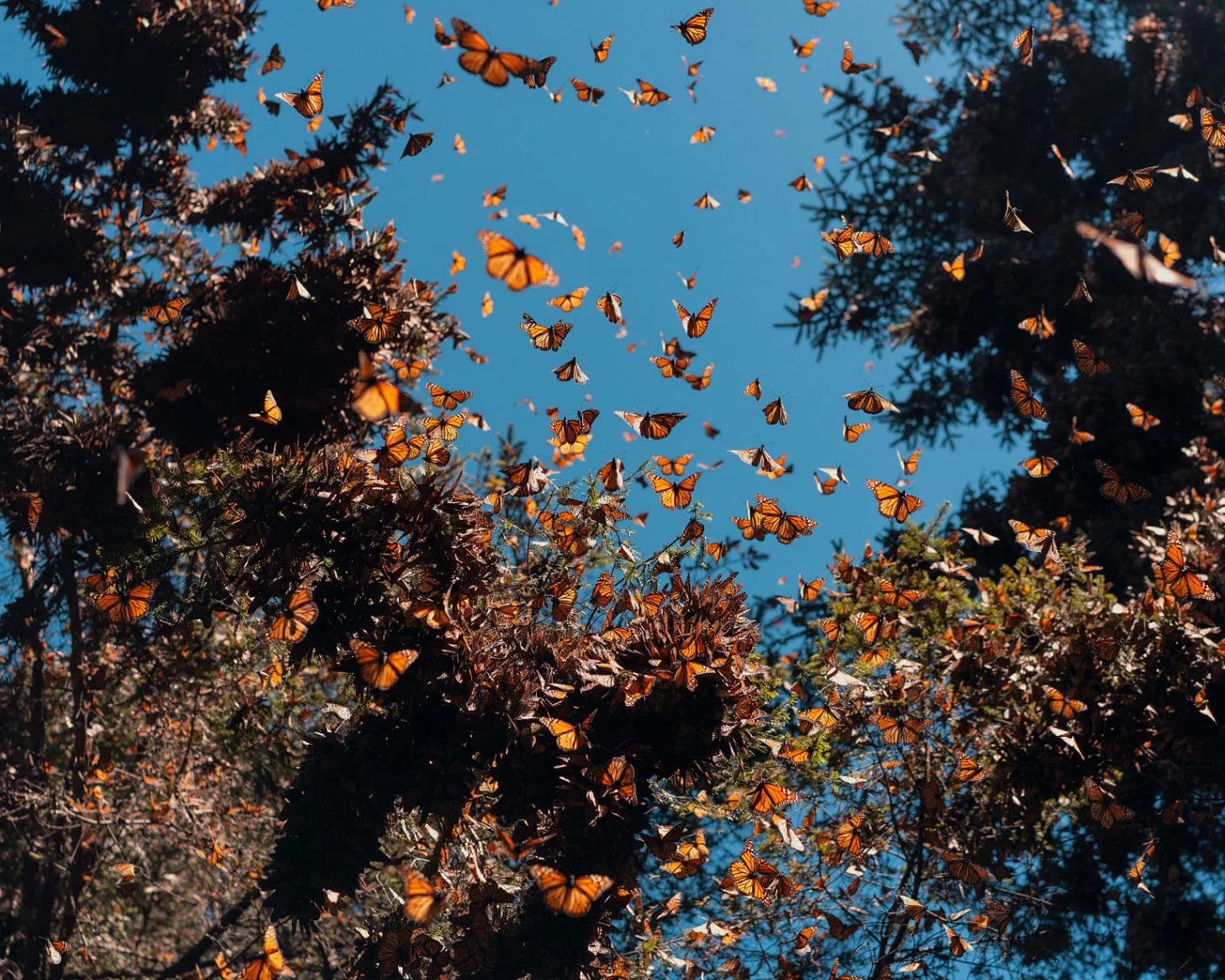 Monarch butterflies in orange and black flying