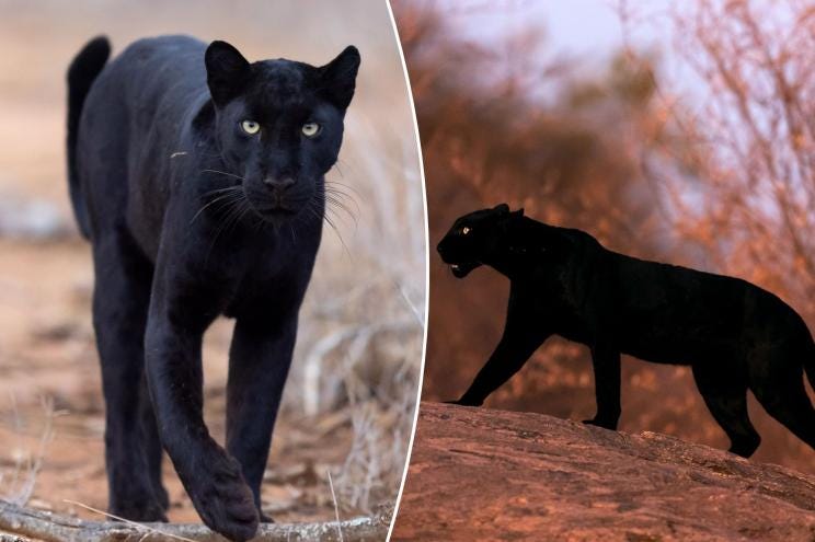 Rare black panther photographed in the African wilderness