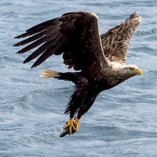 White-Tailed Sea Eagle (Haliaeetus albicilla) in flight, carrying a fish. Photograph taken on the island of Mull, Scotland