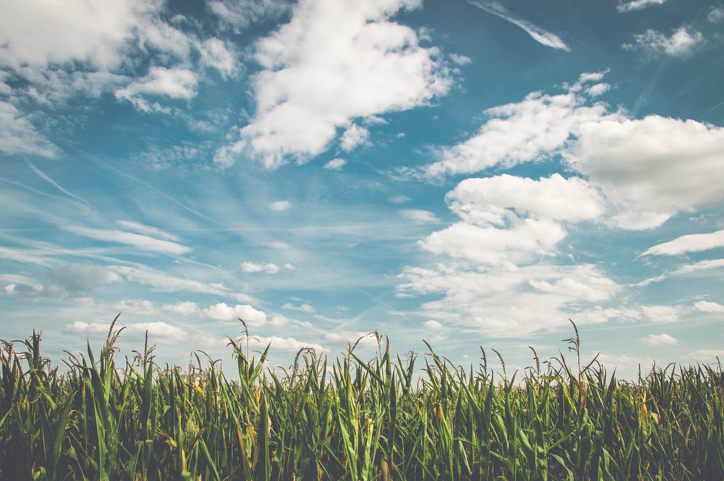 Image of a blue sky with white clouds above the top of a corn field