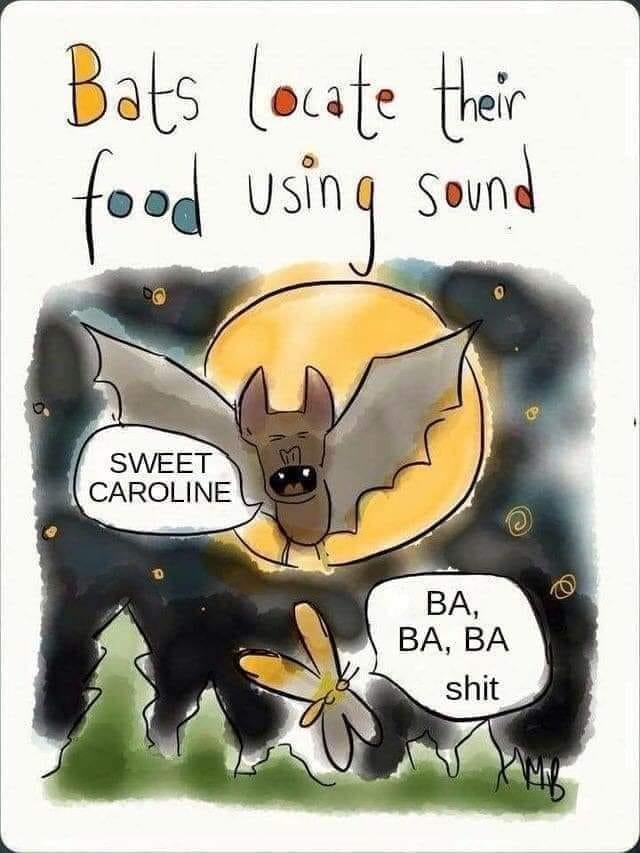 May be an image of text that says 'Bats locate their food using Sound SWEET CAROLINE BA, BA, BA shit'