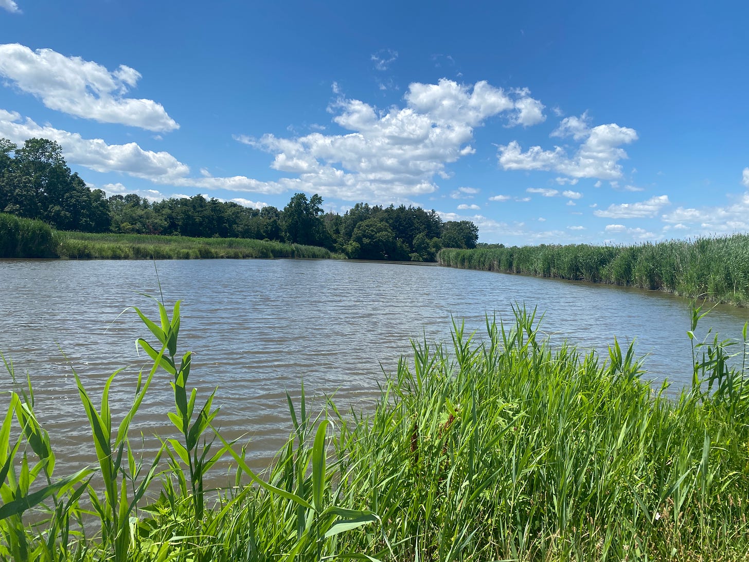 blue sky, whit clouds, waves in a large creek, green cattails sticking up from the ground